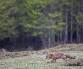 Italian Apennines: Walks & Wildlife