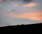 Italian Apennines: Walks & Wildlife