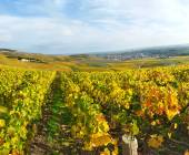 Champagne Vineyards