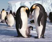 Emperor Penguin Quest: Expedition to Snow Hill