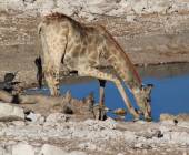 Namibian Family Adventurer