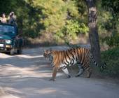 India Tiger Safari