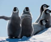 Emperor Penguin Quest: Expedition to Snow Hill