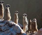 Namibian Family Adventurer