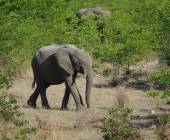 Namibian Family Adventurer