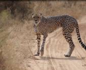 Namibian Family Adventurer