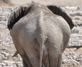 Namibian Family Adventurer