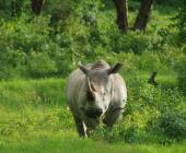 Gorillas & Masai Mara – Camping Reverse