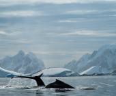 Antarctic Express: Fly the Drake