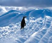 Antarctic Express: Fly the Drake