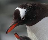 Antarctic Express: Crossing the Circle