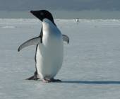 Antarctic Express: Fly the Drake