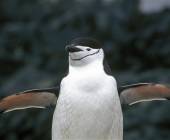 Antarctic Explorer: Discovering the 7th Continent 