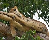 Chimps & Gorillas of Uganda