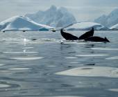 Crossing the Circle: Southern Expedition