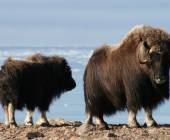 Northwest Passage: The Legendary Arctic Sea Route (Ultramarine)