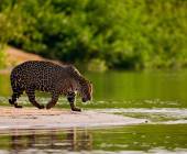 Jaguar on the water's edge, Brazil