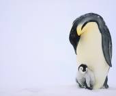 Emperor Penguins