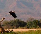 Zambezi Canoe Safari
