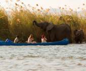 Zambezi Canoe Safari