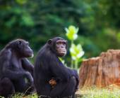 Chimps & Gorillas of Uganda