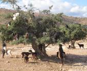 Cycle Morocco’s Great South