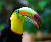 Costa Rica Adventure