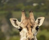 Namibian Family Adventurer