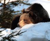 Transylvania Winter Walk & Snowshoe