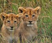 Safari Add-on Tour after Rongai Route