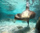 a swimming sea lion