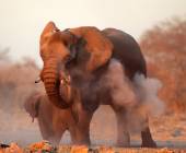 Namibian Family Adventurer