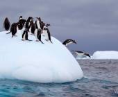 Penguins, Antarctica