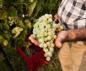 Walk The Prosecco Hills & Hidden Venice