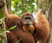 Primates & Dragons of Indonesia