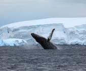 humpback whale breaching