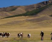 Horses and cyclists in Mongolia