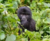 Chimps & Gorillas of Uganda