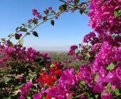 Wild flowers in the Anti-Atlas Mountains