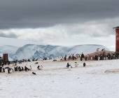 Gentoo penguin colony, Trinity Island
