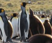 Penguins of the Far South: Falklands, South Georgia & Antarctica