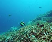 Marine Wildlife of the Maldives