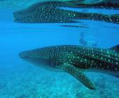 Marine Wildlife of the Maldives