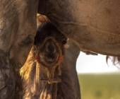 Discover Mongolia – Eagle Festival