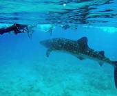 Snorkelling with Whale shark, Indian Ocean, Maldives