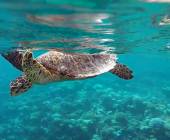 Marine Wildlife of the Maldives