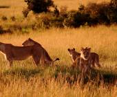 Gorillas & Masai Mara – Camping