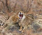 Namibian Family Adventurer