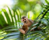 Wild Costa Rica – Premium Adventure