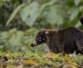 Wild Costa Rica – Premium Adventure